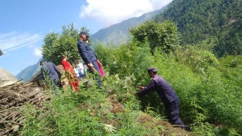 बैतडीमा प्रहरीले शुरु गर्यो गाँजा फडानी अभियान 